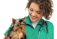 Ветеринарный чек-лист, то есть, как подготовиться к визиту к ветеринару